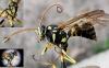Banchus pictus